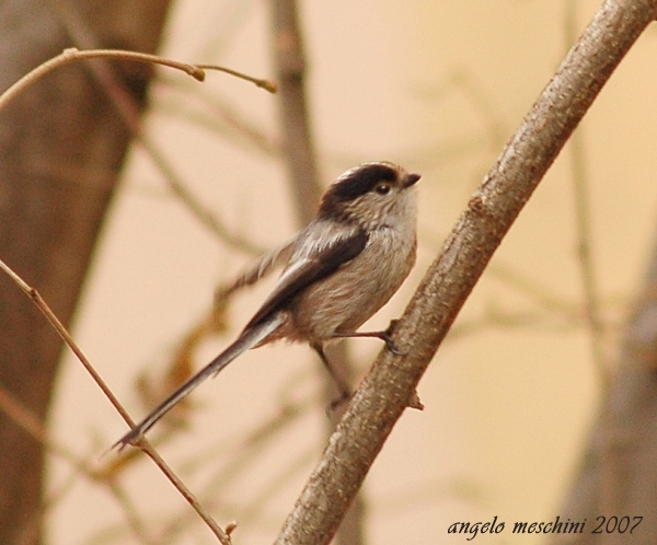 Codibugnolo - Aegithalos caudatus